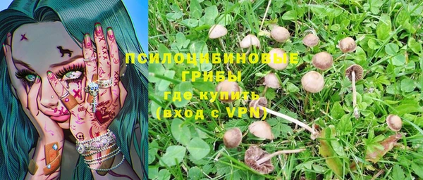 крисы Абаза